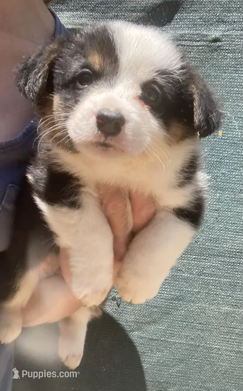 Black Jack – Cardigan Welsh Corgi, Pembroke Welsh Corgi puppy for sale in Norco, CA