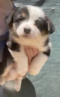 Black Jack, a male Cardigan Welsh Corgi and Pembroke Welsh Corgi for sale in Norco, CA – 1 of 2