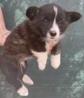 Leslie, a female Cardigan Welsh Corgi for sale in Norco, CA – 2 of 7