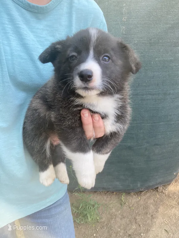 Leslie – Cardigan Welsh Corgi, Pembroke Welsh Corgi puppy for sale in Norco, CA