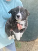 Leslie, a female Cardigan Welsh Corgi and Pembroke Welsh Corgi for sale in Norco, CA – 1 of 3