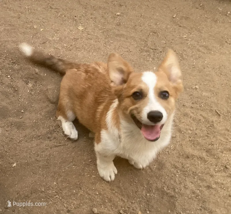 Chester – Cardigan Welsh Corgi puppy for sale in Norco, CA