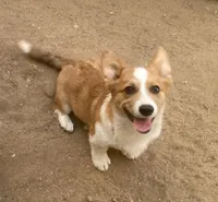 Chester, a male Cardigan Welsh Corgi for sale in Norco, CA – 1 of 9