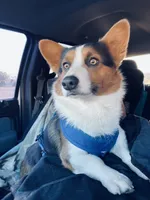 Karl, a male Cardigan Welsh Corgi for sale in Norco, CA – 5 of 8