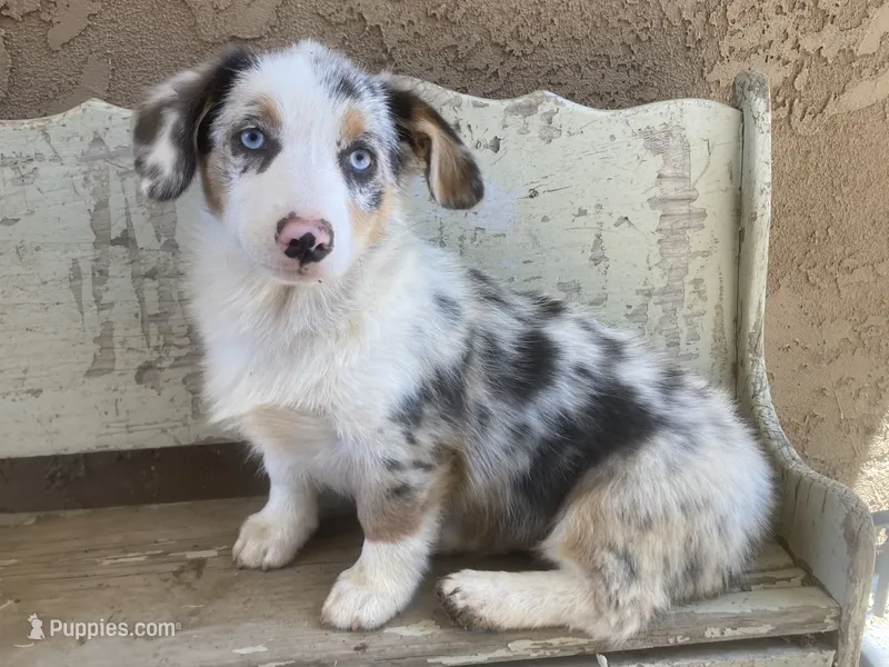 Karl – Cardigan Welsh Corgi puppy for sale in Norco, CA