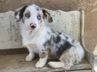 Karl, a male Cardigan Welsh Corgi for sale in Norco, CA – 1 of 8
