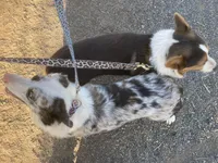 Karl, a male Cardigan Welsh Corgi for sale in Norco, CA – 7 of 8