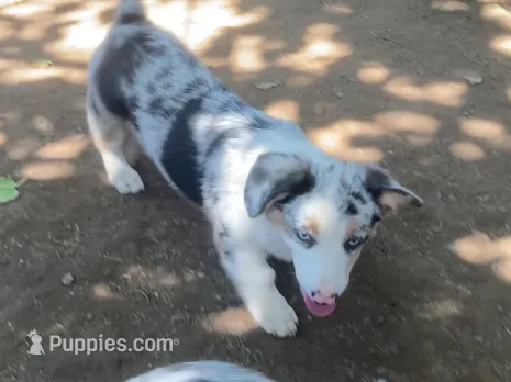 Karl – Cardigan Welsh Corgi puppy for sale in Norco, CA