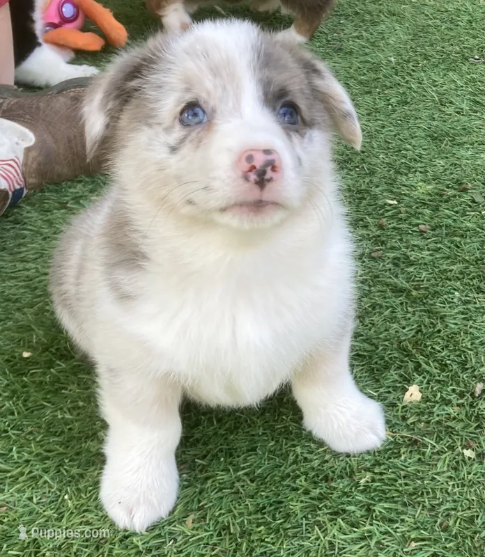 Mr Marbles  – Cardigan Welsh Corgi puppy for sale in Norco, CA