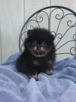 AKC Tommy, a male Pomeranian for sale in Norco, CA – 2 of 2