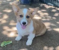 Chester, a male Cardigan Welsh Corgi for sale in Norco, CA – 4 of 9