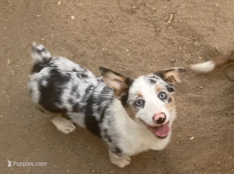 Karl – Cardigan Welsh Corgi puppy for sale in Norco, CA