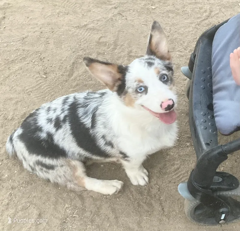 Karl – Cardigan Welsh Corgi puppy for sale in Norco, CA