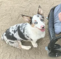 Karl, a male Cardigan Welsh Corgi for sale in Norco, CA – 1 of 8