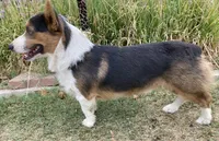 Chester, a male Cardigan Welsh Corgi for sale in Norco, CA – 6 of 9