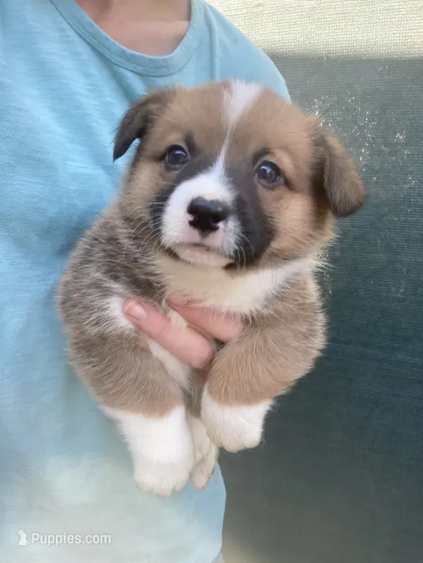 Sam – Cardigan Welsh Corgi, Pembroke Welsh Corgi puppy for sale in Norco, CA