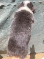 Black Jack, a male Cardigan Welsh Corgi and Pembroke Welsh Corgi for sale in Norco, CA – 2 of 2