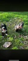 Mister Tuxedo, a female Labradoodle and Bernedoodle for sale in Osyka, MS – 4 of 6