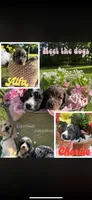 Miss Merle, a female Labradoodle and Bernedoodle for sale in Osyka, MS – 4 of 8