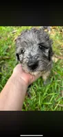 Miss Merle, a female Labradoodle and Bernedoodle for sale in Osyka, MS – 5 of 8