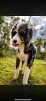 Miss Merle, a female Labradoodle and Bernedoodle for sale in Osyka, MS – 7 of 8
