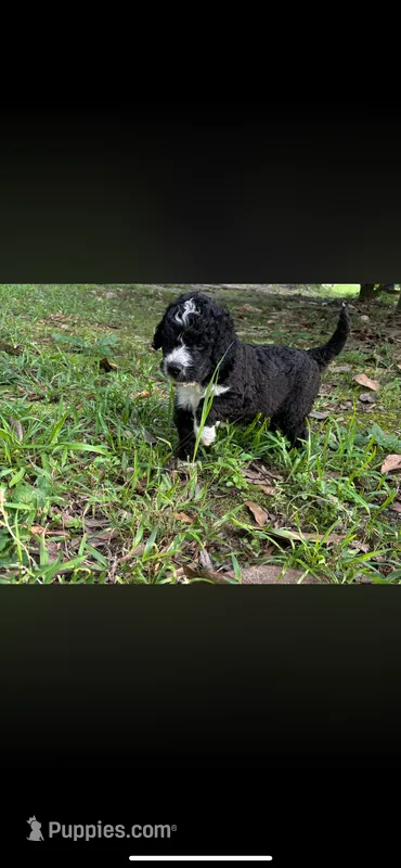 Mister Tuxedo – Labradoodle, Bernedoodle puppy for sale in Osyka, MS
