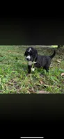 Mister Tuxedo, a female Labradoodle and Bernedoodle for sale in Osyka, MS – 1 of 6