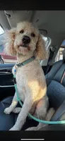 Mister Tuxedo, a female Labradoodle and Bernedoodle for sale in Osyka, MS – 5 of 6