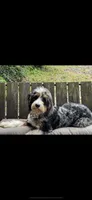 Miss Merle, a female Labradoodle and Bernedoodle for sale in Osyka, MS – 6 of 8