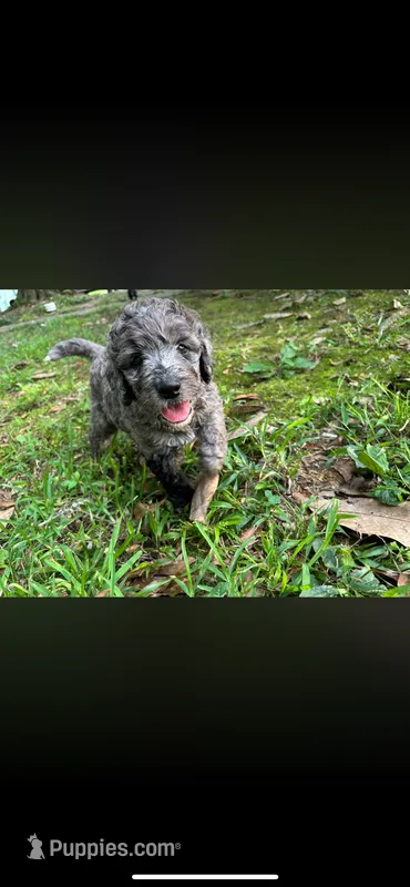 Miss Merle – Labradoodle, Bernedoodle puppy for sale in Osyka, MS