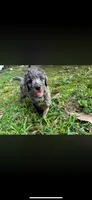 Miss Merle, a female Labradoodle and Bernedoodle for sale in Osyka, MS – 1 of 8