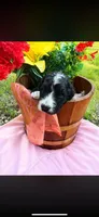 Mister Tuxedo, a female Labradoodle and Bernedoodle for sale in Osyka, MS – 2 of 6