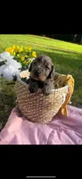 Miss Merle, a female Labradoodle and Bernedoodle for sale in Osyka, MS – 2 of 8