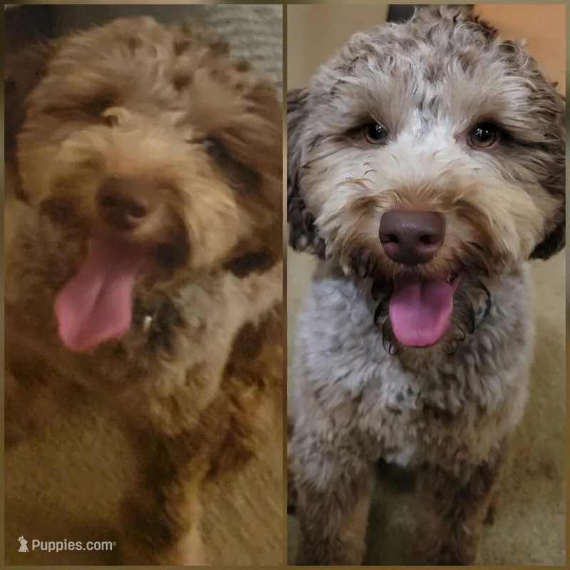 Baby Bear – Miniature Goldendoodle puppy for sale in Lebanon, IN