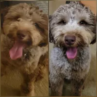 Baby Bear, a male Miniature Goldendoodle for sale in Lebanon, IN – 1 of 1