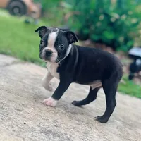 Male Boston, a male Boston Terrier for sale in Orlando, FL – Photo 2 of 2