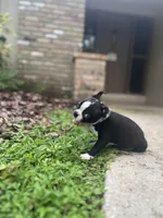 Male Boston, a male Boston Terrier for sale in Orlando, FL – Photo 1 of 2