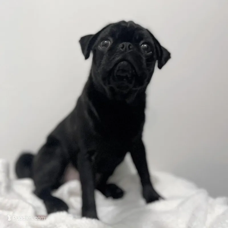 Male pug