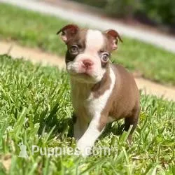 Female Boston terrier