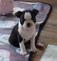 Aurora, a female Boston Terrier for sale in Orlando, FL – Photo 2 of 3