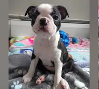 Aurora, a female Boston Terrier for sale in Orlando, FL – Photo 1 of 3