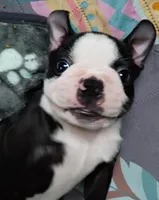 Aurora, a female Boston Terrier for sale in Orlando, FL – Photo 3 of 3