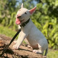 Bull terrier Male, a male Bull Terrier for sale in Orlando, FL – Photo 2 of 3