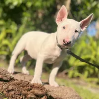 Bull terrier Male, a male Bull Terrier for sale in Orlando, FL – Photo 3 of 3