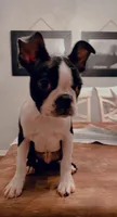 Male Boston, a male Boston Terrier for sale in Orlando, FL – Photo 1 of 2