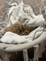 processed/77a18e2a-d640-428b-9eed-12b2fb1153e5/facility/812008f1-9b37-4820-b312-fcdd9aebdbea