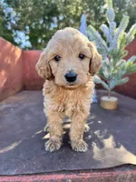 Cash, a male Miniature Goldendoodle for sale in Lebanon, MO – Photo 1 of 8