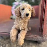 Cash, a male Miniature Goldendoodle for sale in Lebanon, MO – Photo 3 of 8