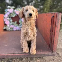 Cash, a male Miniature Goldendoodle for sale in Lebanon, MO – Photo 6 of 8