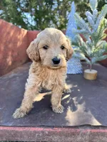 Cash, a male Miniature Goldendoodle for sale in Lebanon, MO – Photo 7 of 8